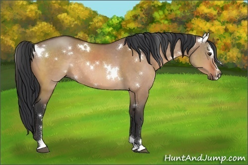 Horse Color:White Spotted Brown Dun Sabino Rabicano
