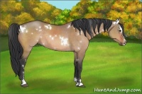 Horse Color:White Spotted Brown Dun Sabino Rabicano 