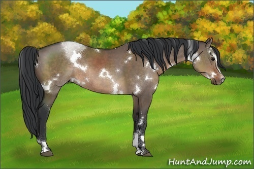 Horse Color:White Spotted Brown Dun Sabino Rabicano 
