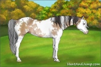Horse Color:White Spotted Brown Dun Sabino Splash Rabicano