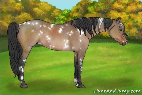 Horse Color:White Spotted Brown Dun Rabicano
