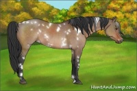 Horse Color:White Spotted Brown Dun Rabicano 