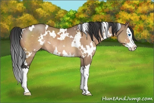 Horse Color:White Spotted Bay Dun Splash Rabicano 