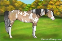 Horse Color:White Spotted Bay Dun Splash Rabicano 