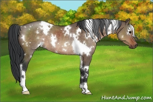 Horse Color:White Spotted Brown Dun Rabicano