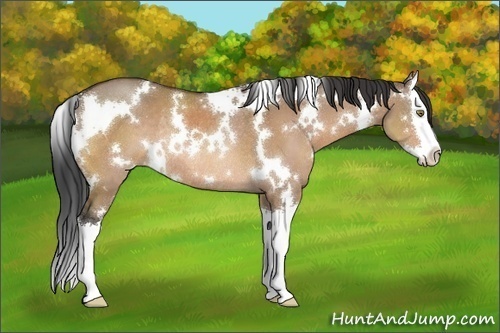 Horse Color:White Spotted Brown Dun Splash Rabicano 