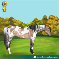 Horse Color:White Spotted Brown Dun Rabicano 