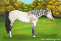 Horse Color:White Spotted Bay Dun Sabino Rabicano