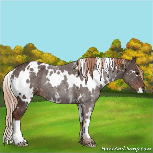 Horse Color:White Spotted Liver Chestnut Rabicano 