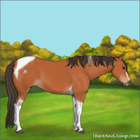 Horse Color:Bay Sabino Tobiano 