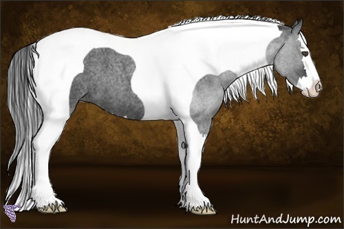 Horse Color:Blue Roan Splash Tobiano 
