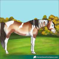 Horse Color:Bay Onyx Sabino Splash Tobiano 