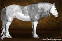 Horse Color:White Spotted Blue Roan Splash 
