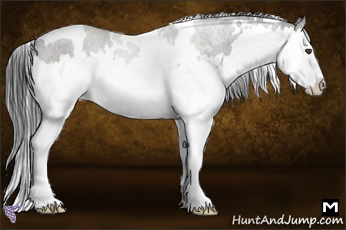 Horse Color:White Spotted Grullo Roan Splash
