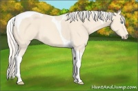 Horse Color:Cremello Tobiano 