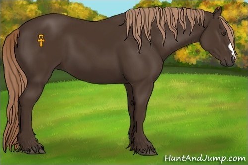 Horse Color:Liver Chestnut 