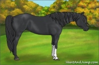 Horse Color:Black 