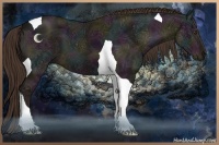 Horse Color:Midnight Liver Chestnut Ice Tobiano 