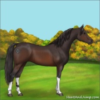 Horse Color:Buckskin Tobiano