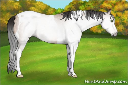 Horse Color:Gray Amber Champagne Tobiano