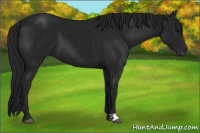 Horse Color:Gray Black 