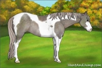Horse Color:Silver Black Sabino Tobiano Rabicano 