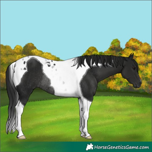 Horse Color:Gray Smoky Black Tobiano Rabicano 