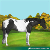 Horse Color:Gray Smoky Black Tobiano Rabicano
