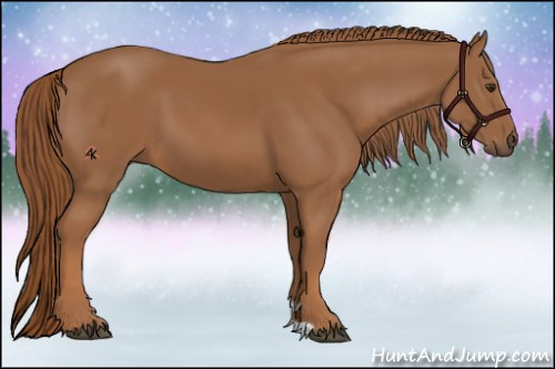 Horse Color:Chestnut 