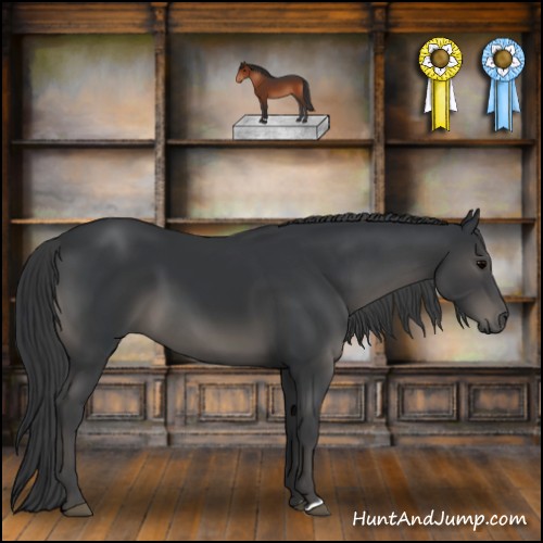 Horse Color:Black 