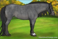 Horse Color:Blue Roan 