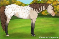Horse Color:Bay Dun Appaloosa 