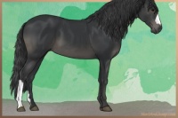 Horse Color:Black 