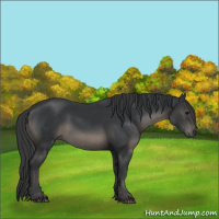 Horse Color:Black 