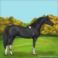 Horse Color:Black Tobiano 