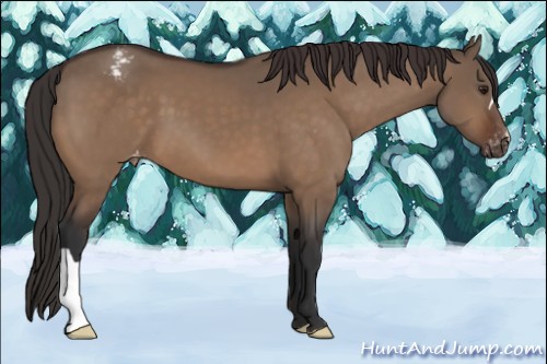 Horse Color:Brown Dun Appaloosa 