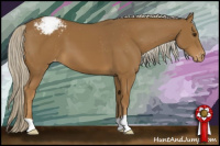 Horse Color:Chocolate Palomino Appaloosa 