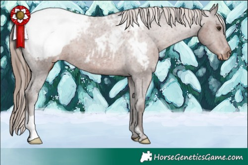 Horse Color:Liver Chestnut Appaloosa 