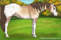 Horse Color:Bay Onyx Mushroom Sabino Blanket 
