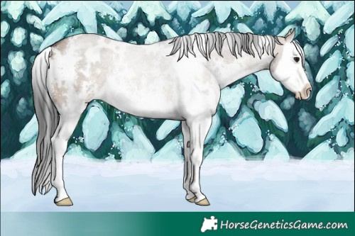 Horse Color:White Spotted Brown Dun Sabino Splash 
