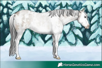 Horse Color:White Spotted Brown Dun Sabino Splash 