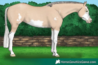 Horse Color:Silver Classic Champagne Dun Splash Frame