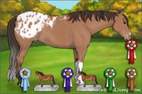 Horse Color:Bay Appaloosa 