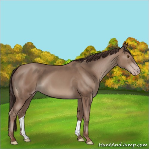 Horse Color:Classic Champagne 