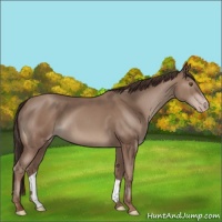 Horse Color:Classic Champagne 
