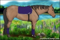 Horse Color:Buckskin Roan 