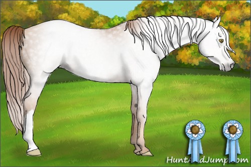 Horse Color:Gray Gold Champagne 