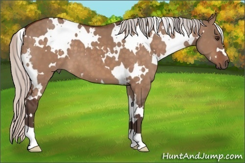 Horse Color:White Spotted Silver Brown Dun 