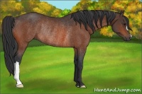 Horse Color:Bay Rabicano 