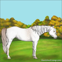 Horse Color:Gray Gold Champagne 